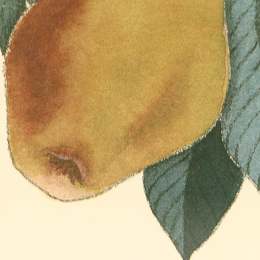 Fruit compositions, late 20th century Four photomechanical prints on embossed paper