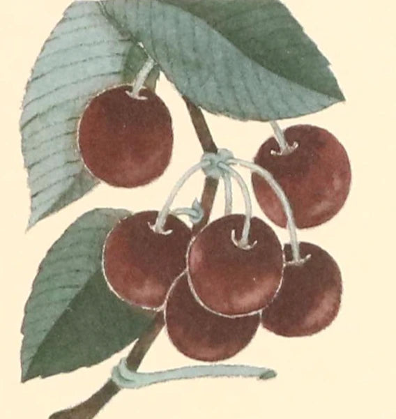 Fruit compositions, late 20th century Four photomechanical prints on embossed paper