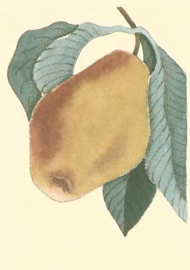 Fruit compositions, late 20th century Four photomechanical prints on embossed paper