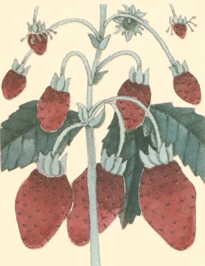 Fruit compositions, late 20th century Four photomechanical prints on embossed paper